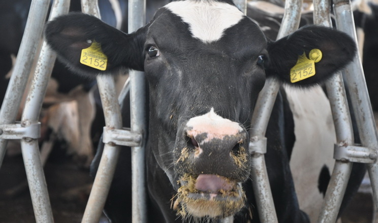 Villa Milk запліднюватиме високопродуктивних корів сексованою спермою