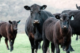 Експорт живої ВРХ із початку року приніс Україні на 14,3% більше