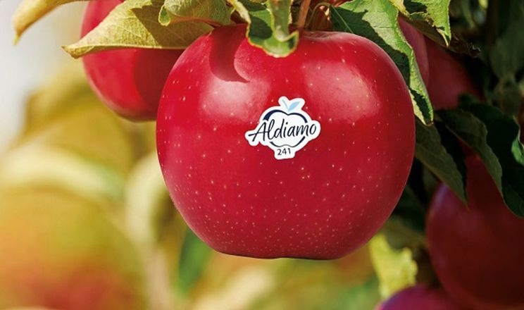 Мережа супермаркетів матиме екслюзивний сорт яблук