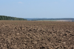 Позитивний ефект від пару поширюється і на наступні культури в сівозміні – фермер