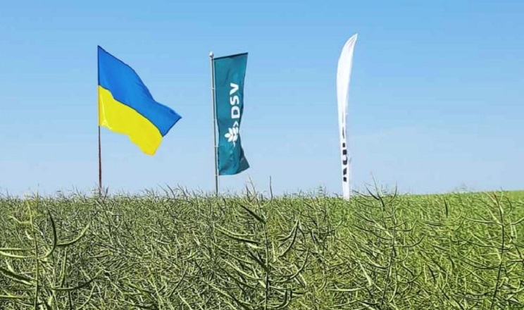 Бренд DSV утримує лідируючі позиції на ринку озимого ріпаку в Україні