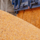 Залишається все менше пропозицій щодо купівлі кукурудзи дорожче 140-142 $/т