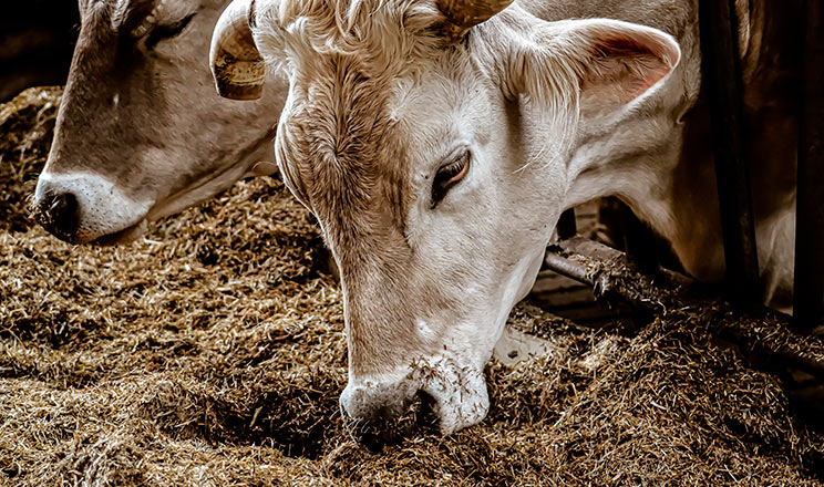 Профілактувати гіпокальціємію потрібно застосуванням спеціального раціону з катіонно-аніоновим комплексом
