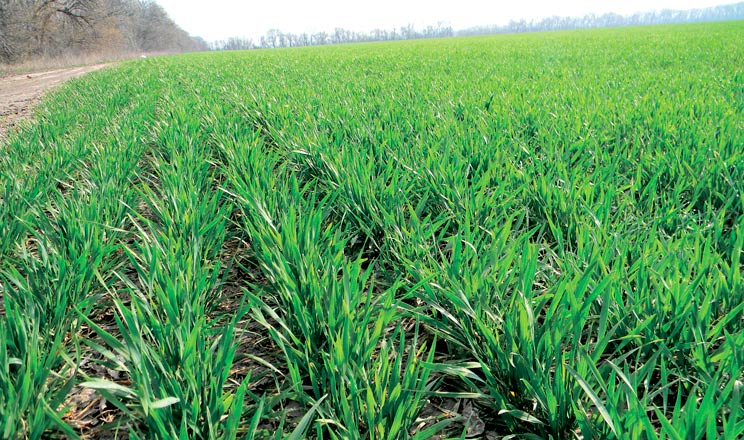 Сучасні біотехнології удосконалюють технологічний процес вирощування якісного врожаю та зменшують собівартість рослинницької продукції.