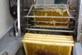 Виробник меду з Полтавщини використовує найбільшу в країні установку для викачування