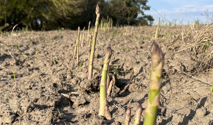 Спаржа на часі