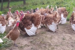 Як лікують епідермоптоз у індиків