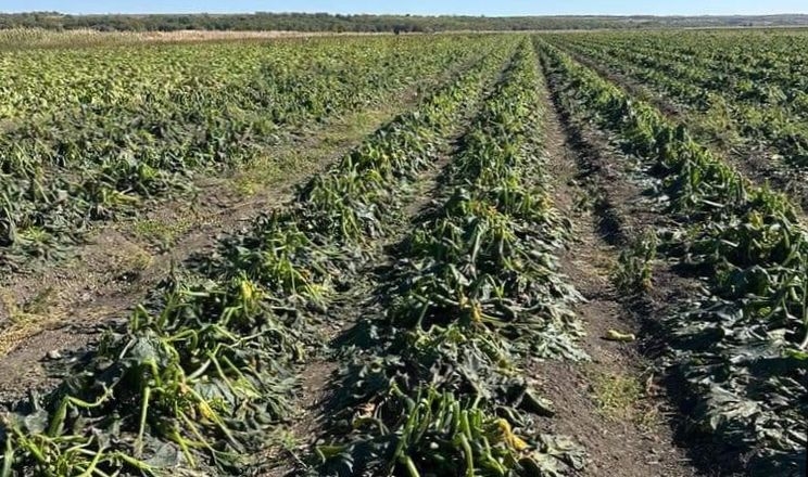 Приморозки перервали збір огірків, кабачків та перців на Миколаївщині