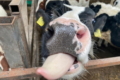 Фермерам Нідерландів за відмову від тваринництва держава надає відшкодування