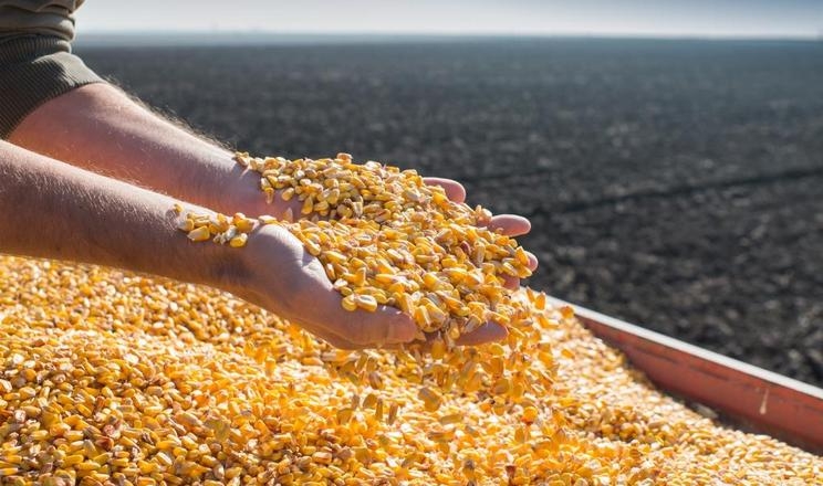 Ціни на кукурудзу в портах знизилися за тиждень на 10$/т