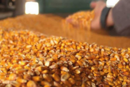 Закупівельні ціни на кукурудзу активно зростають