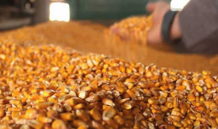 Ціни на кукурудзу  знижуються по всіх напрямках