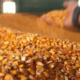 Господарство «Перемога» на Київщині відмовилося від сівби кукурудзи