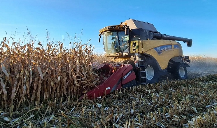 Ціни на кукурудзу впали через рекордний урожай США