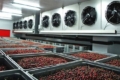 На Житомирщині продають фабрику заморожування ягід, фруктів та овочів