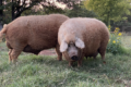 Чернігівський фермер випасає свиней на луках