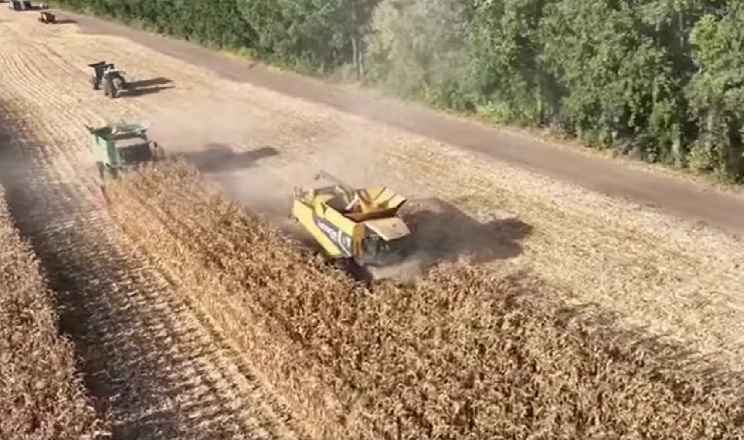 «МХП-Агро-С» збирає кукурудзу з вологістю 18% і врожайністю 12 т/га