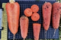 Морква літнього посіву показала на Миколаївщині відмінну якість