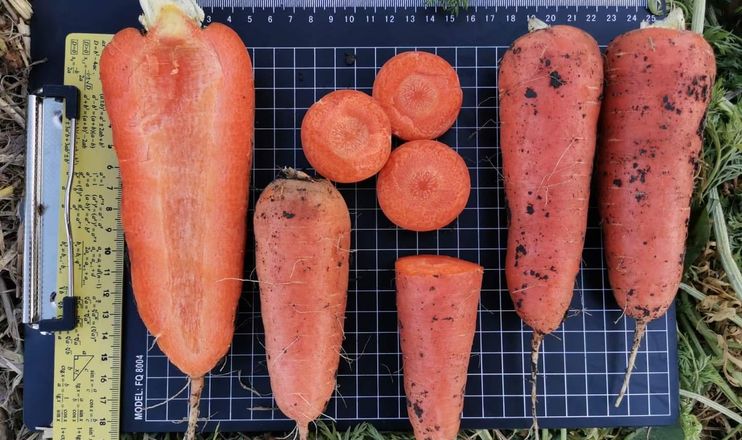 Морква літнього посіву показала на Миколаївщині відмінну якість