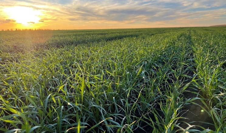 Сходи озимої пшениці в «Агротрейд» у доброму стані