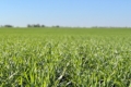 Дніпропетровщина лідирує за площами посівів озимої пшениці