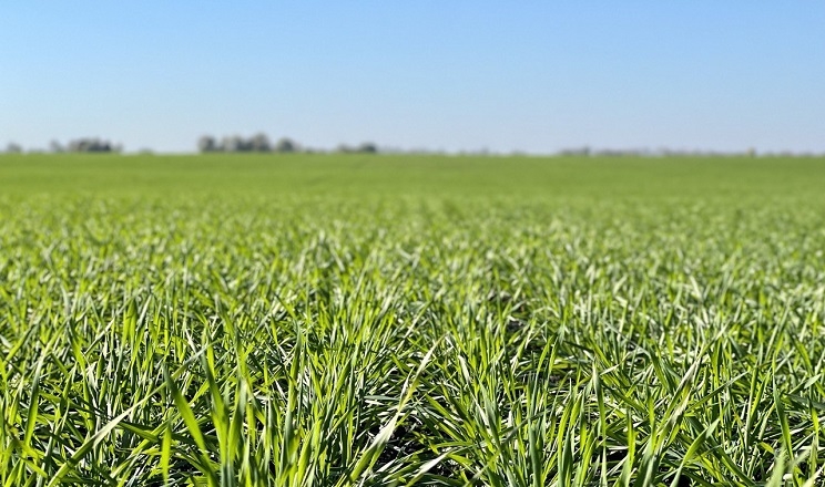 Дніпропетровщина лідирує за площами посівів озимої пшениці