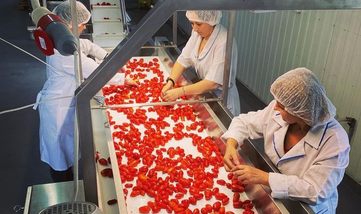 «Стодола» запустила потужну переробку томатів