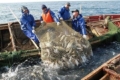 Запроваджено електронне декларування права на промислове рибальство та дослідний вилов