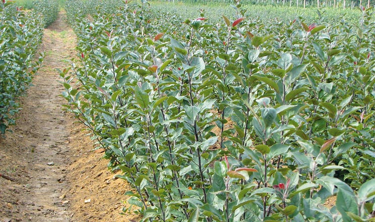 Завдяки сучасним технологіям відсадковий маточник вертикального або горизонтального типу можна експлуатувати 10–15 років