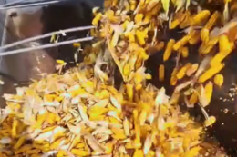 Кластер групи компаній Vitagro збирає кукурудзу на насіння