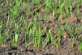 Умови другої декади жовтня для вегетації озимої пшениці на Дніпропетровщині були задовільні