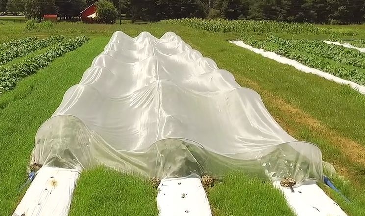 Вчені випробовують сітчасті тунелі для накриття органічних овочів