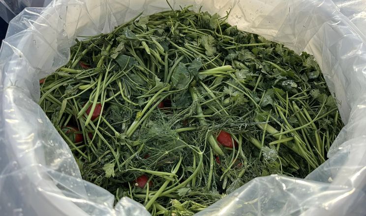 «ПАЕК» почав солити томати - AgroTimes