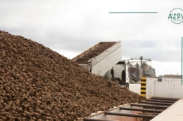 «Старокостянтинівцукор» планує виробляти до 4,5 тонн цукру на добу