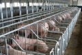 Економія на обладнанні комфорту для свиней загрожує істотними втратами