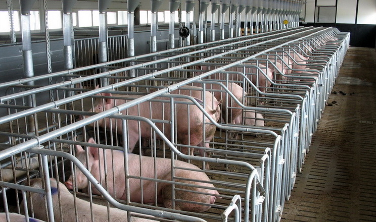 Економія на обладнанні комфорту для свиней загрожує істотними втратами