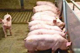 Закупівельні ціни на живець свиней повернули на зростання