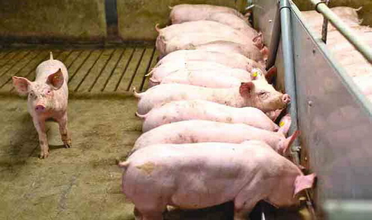 Від лізину залежить продуктивність свиней