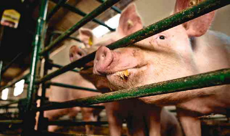 ЄС зобов’язав тваринницькі ферми зменшити кількість шкідливих викидів