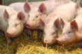 Замкнений цикл виробництва свинини не обов’язковий на кожному підприємстві