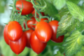 На Одещині зафіксували рекордну врожайність томатів