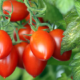 У 2024 році Україна значно збільшить виробництво томатів