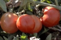 Вінницький фермер буде розширювати площі під томатами