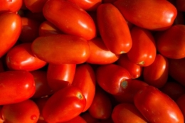У Північній півкулі прогнозують стабільний урожай томатів на переробку