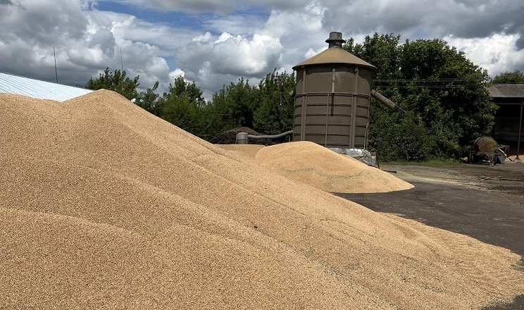 Закупівельні ціни на фуражну пшеницю впали до 190-198 $/т