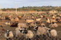 За 2 місяці на експорт пішло 144 тонни овець і кіз
