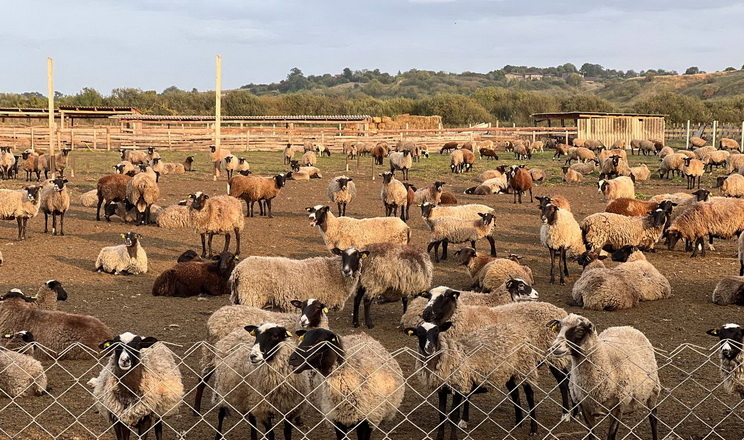 За 2 місяці на експорт пішло 144 тонни овець і кіз