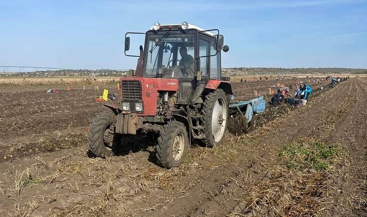 На Миколаївщині збирають другий урожай картоплі