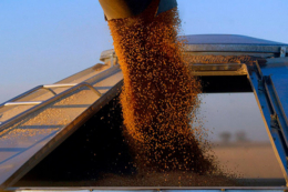 Експорт зерна перевищив 6,8 млн тонн