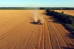 Мінагро покращило прогноз врожаю зернових та олійних